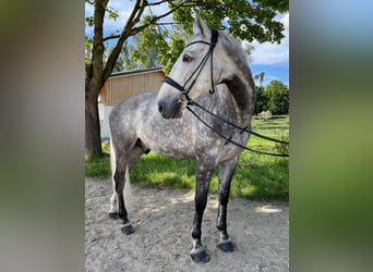 Holsteiner, Wallach, 10 Jahre, 170 cm, Apfelschimmel