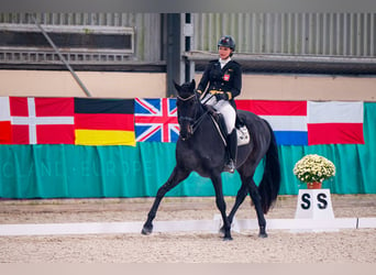 Holsteiner, Wallach, 10 Jahre, 170 cm, Rappe