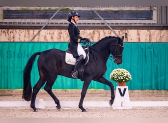 Holsteiner, Wallach, 10 Jahre, 170 cm, Rappe