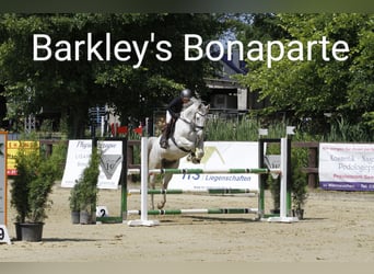 Holsteiner, Wallach, 10 Jahre, 170 cm, Schimmel