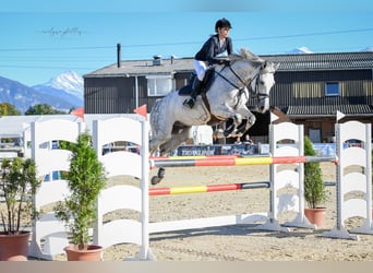 Holsteiner, Wallach, 10 Jahre, 170 cm, Schimmel