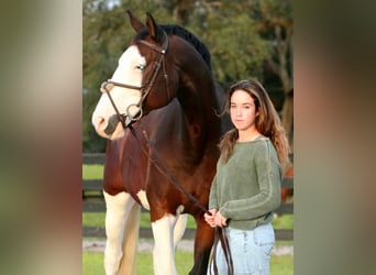 Holsteiner, Wallach, 10 Jahre, 170 cm, Tobiano-alle-Farben