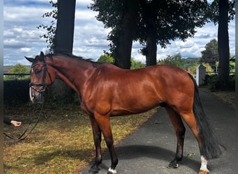 Holsteiner, Wallach, 10 Jahre, 171 cm, Brauner