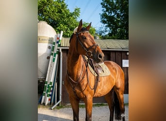 Holsteiner, Wallach, 10 Jahre, 172 cm, Brauner