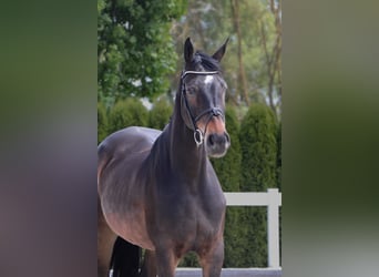 Holsteiner, Wallach, 10 Jahre, 172 cm, Dunkelbrauner