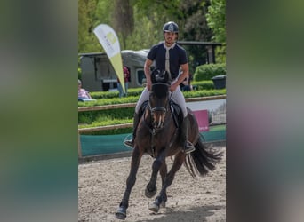 Holsteiner, Wallach, 10 Jahre, 172 cm, Dunkelbrauner