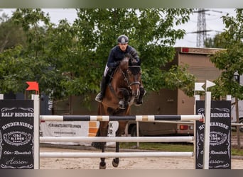 Holsteiner, Wallach, 10 Jahre, 172 cm, Dunkelbrauner