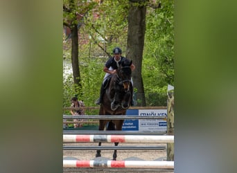 Holsteiner, Wallach, 10 Jahre, 172 cm, Dunkelbrauner
