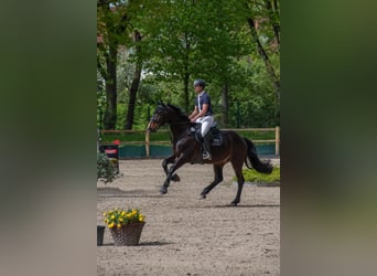 Holsteiner, Wallach, 10 Jahre, 172 cm, Dunkelbrauner