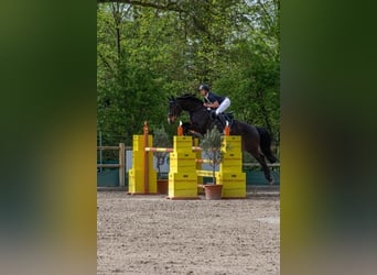 Holsteiner, Wallach, 10 Jahre, 172 cm, Dunkelbrauner