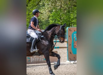 Holsteiner, Wallach, 10 Jahre, 172 cm, Dunkelbrauner