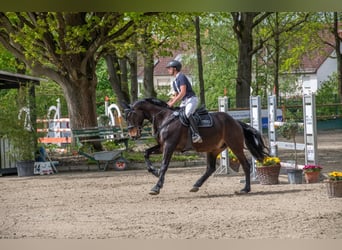 Holsteiner, Wallach, 10 Jahre, 172 cm, Dunkelbrauner