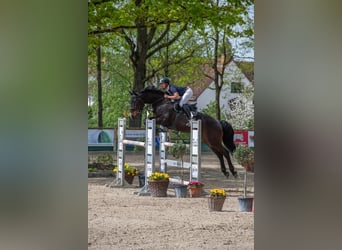Holsteiner, Wallach, 10 Jahre, 172 cm, Dunkelbrauner