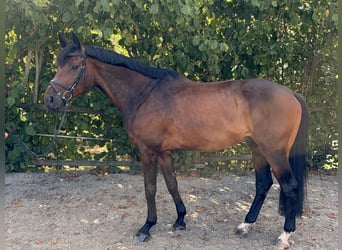 Holsteiner, Wallach, 10 Jahre, 173 cm, Brauner