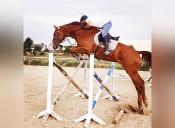 Holsteiner, Wallach, 10 Jahre, 178 cm, Fuchs