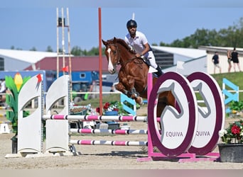Holsteiner, Wallach, 10 Jahre, 178 cm, Fuchs