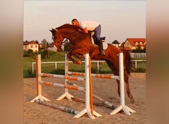 Holsteiner, Wallach, 10 Jahre, 178 cm, Fuchs