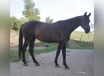 Holsteiner, Wallach, 10 Jahre, 180 cm, Brauner