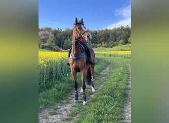 Holsteiner, Wallach, 10 Jahre, 182 cm, Brauner