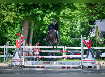 Holsteiner, Wallach, 11 Jahre, 163 cm, Brauner