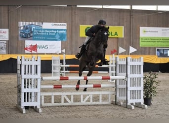 Holsteiner, Wallach, 11 Jahre, 163 cm, Brauner