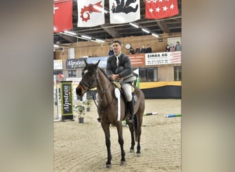 Holsteiner, Wallach, 11 Jahre, 163 cm, Brauner