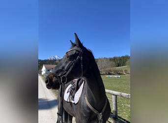 Holsteiner, Wallach, 11 Jahre, 163 cm, Rappe