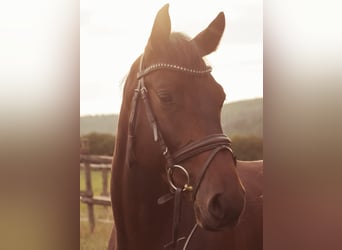 Holsteiner, Wallach, 11 Jahre, 164 cm, Dunkelbrauner