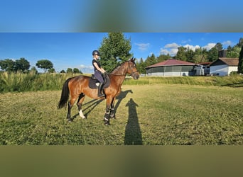 Holsteiner, Wallach, 11 Jahre, 165 cm, Brauner