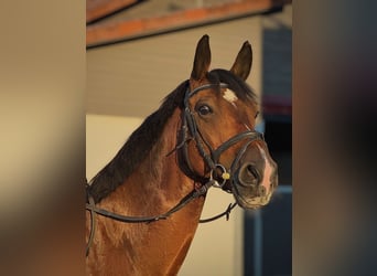 Holsteiner, Wallach, 11 Jahre, 165 cm, Brauner