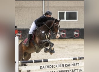 Holsteiner, Wallach, 11 Jahre, 165 cm, Dunkelbrauner