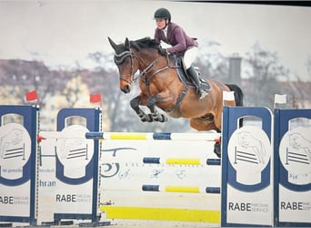 Holsteiner, Wallach, 11 Jahre, 166 cm, Brauner