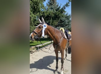 Holsteiner, Wallach, 11 Jahre, 166 cm, Hellbrauner