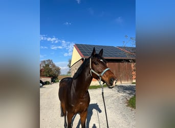 Holsteiner, Wallach, 11 Jahre, 168 cm, Dunkelbrauner