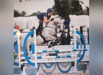 Holsteiner, Wallach, 11 Jahre, 170 cm, Apfelschimmel