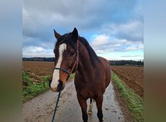 Holsteiner, Wallach, 11 Jahre, 170 cm, Brauner