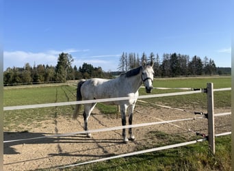 Holsteiner, Wallach, 11 Jahre, 170 cm, Schimmel