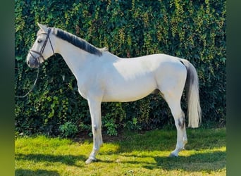 Holsteiner, Wallach, 11 Jahre, 170 cm, Schimmel Holsteiner, Wallach, 11 Jahre, 170 cm, Schimmel