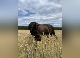 Holsteiner, Wallach, 11 Jahre, 170 cm, Schwarzbrauner