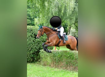 Holsteiner, Wallach, 11 Jahre, 172 cm, Brauner