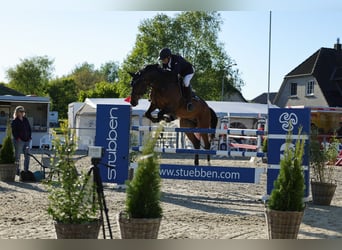 Holsteiner, Wallach, 11 Jahre, 173 cm, Brauner