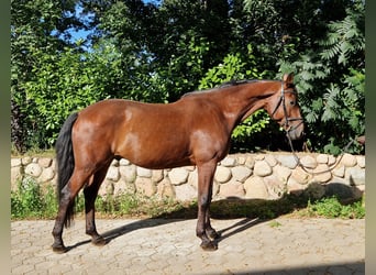 Holsteiner, Wallach, 11 Jahre, 173 cm, Brauner