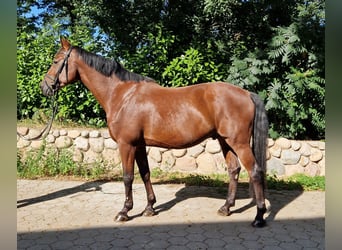 Holsteiner, Wallach, 11 Jahre, 173 cm, Brauner