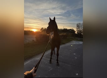 Holsteiner, Wallach, 11 Jahre, 173 cm, Dunkelbrauner