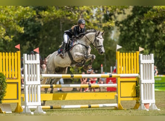 Holsteiner, Wallach, 11 Jahre, 173 cm, Schimmel