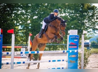 Holsteiner, Wallach, 11 Jahre, 174 cm, Brauner