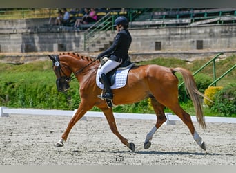 Holsteiner, Wallach, 11 Jahre, 174 cm, Fuchs