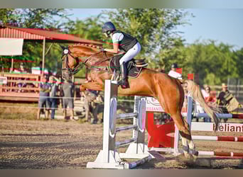 Holsteiner, Wallach, 11 Jahre, 174 cm, Fuchs