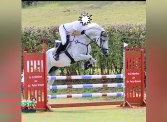 Holsteiner, Wallach, 11 Jahre, 174 cm, Schimmel