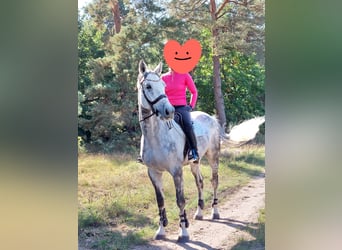 Holsteiner, Wallach, 11 Jahre, 175 cm, Apfelschimmel